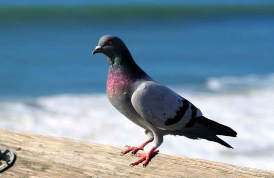 לוכד יונים, מהי מלכודת היונים הטובה ביותר?2